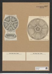 Diatomeae indet. Zeichnungen Sammlung Grunow Nr. 8202 (NHMW-BOT-W0377585)